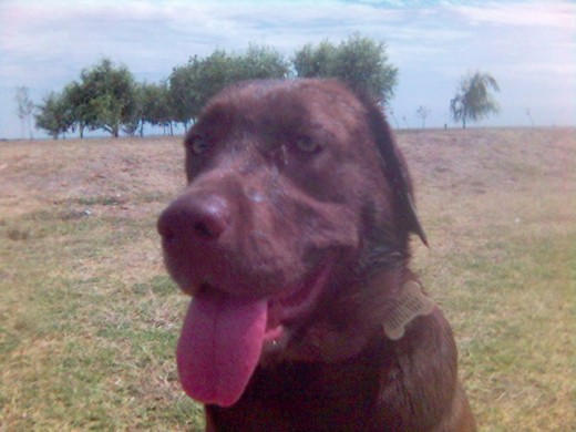 En el paseo de la Costanera de Vicente López.